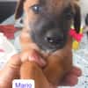 MARIO (Los Reyes)