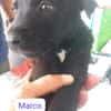 MARCO (Los Reyes)