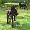 ARONA , chiot femelle Berger Créole  La mignonne !