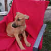 CODY, CHIOT MÂLE BERGER CRÉOLE