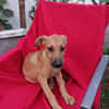 CODY, CHIOT MÂLE BERGER CRÉOLE