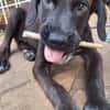 DOWY , chiot mâle Berger Créole  Le seul gars de la bande !