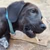 DOWY , chiot mâle Berger Créole  Le seul gars de la bande !