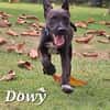DOWY , chiot mâle Berger Créole  Le seul gars de la bande !
