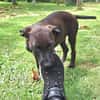 DOWY , chiot mâle Berger Créole  Le seul gars de la bande !