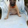 SIERRA , chiot femelle Berger Créole  La choupinette !