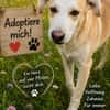 Miky sucht sein Zuhause