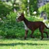 Freundlicher Chocapic1 sucht Zuhause