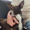 Freundlicher Chocapic1 sucht Zuhause