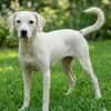 Freundlicher Lupo sucht liebes Zuhause