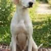 Freundlicher Lupo sucht liebes Zuhause