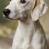 Freundlicher Lupo sucht liebes Zuhause
