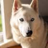 Remus Wunderschöner, besonderer Husky🧡