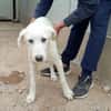 Pingo sucht Familienanschluss