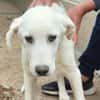 Pingo sucht Familienanschluss