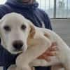 Pingo sucht Familienanschluss