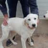 Pingo sucht Familienanschluss