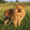 Milo in 40668 Meerbusch