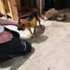 Polpetta sucht liebevolles Zuhause