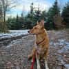 BALU  Ein sensibler Schatz sucht Dich