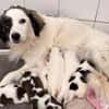 Elfie Mix Hündin 3,5 Monate alt in 41751