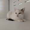 ALTHEA