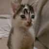 Asio