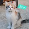 sira