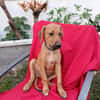 ZIGGY, CHIOT MÂLE BERGER CRÉOLE