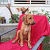 ZIGGY, CHIOT MÂLE BERGER CRÉOLE