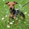 MISS JESSY, treue Begleiterin mit Charme