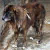 Herzensguter Hundemann JOVAN