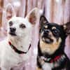 FÜRI und DOBBY-CHI, ein tolles Team
