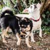FÜRI und DOBBY-CHI, ein tolles Team
