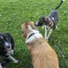 Amea sucht ihre Familie