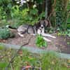 Amea sucht ihre Familie