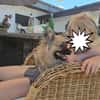 Zauberhafte Chihuahua Mix namens Freya