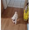 Idefix - wartet in 32602 Vlotho