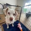 Duke sucht sein Für-immer-Zuhause