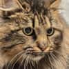 Katze Greta sucht Dich zum kuscheln