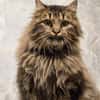Katze Greta sucht Dich zum kuscheln