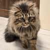 Katze Greta sucht Dich zum kuscheln