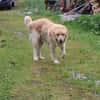 Jazz - kinderlieber Familienhund