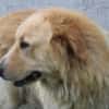 Jazz - kinderlieber Familienhund