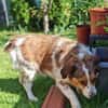 Babette Mix Hündin 4,7 Jahre in 72587