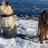 Buiscuit sucht seinen Heimathafen