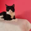 Koda Verspielter Kater sucht Familie