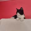 Koda Verspielter Kater sucht Familie