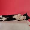 Koda Verspielter Kater sucht Familie