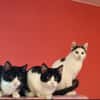 Koda Verspielter Kater sucht Familie